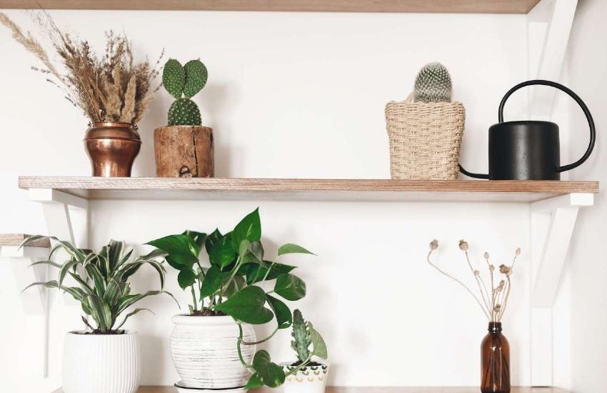 Green plants and natural materials in a light-filled home