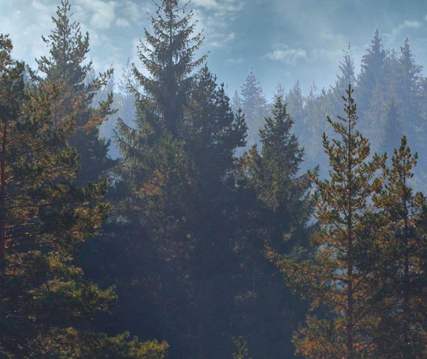 Evergreen trees beneath a soft evening mist